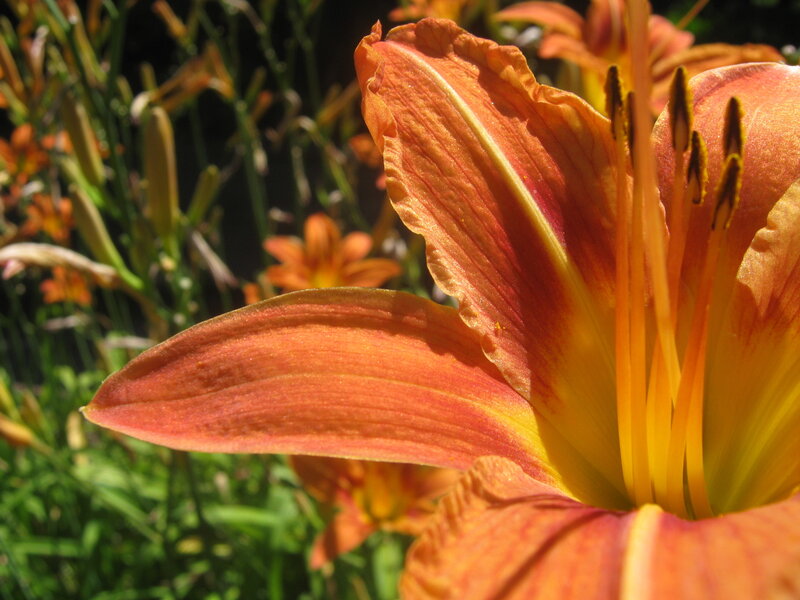 Close-up of an orange lily