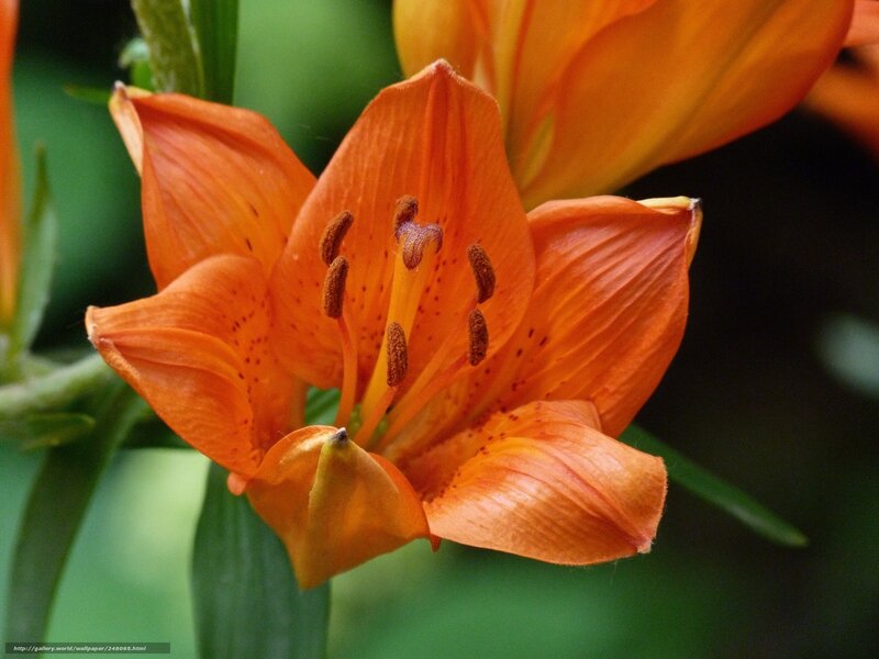 Close-up of an orange lily
