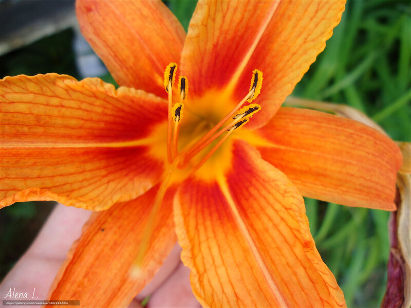 Close-up of an orange lily