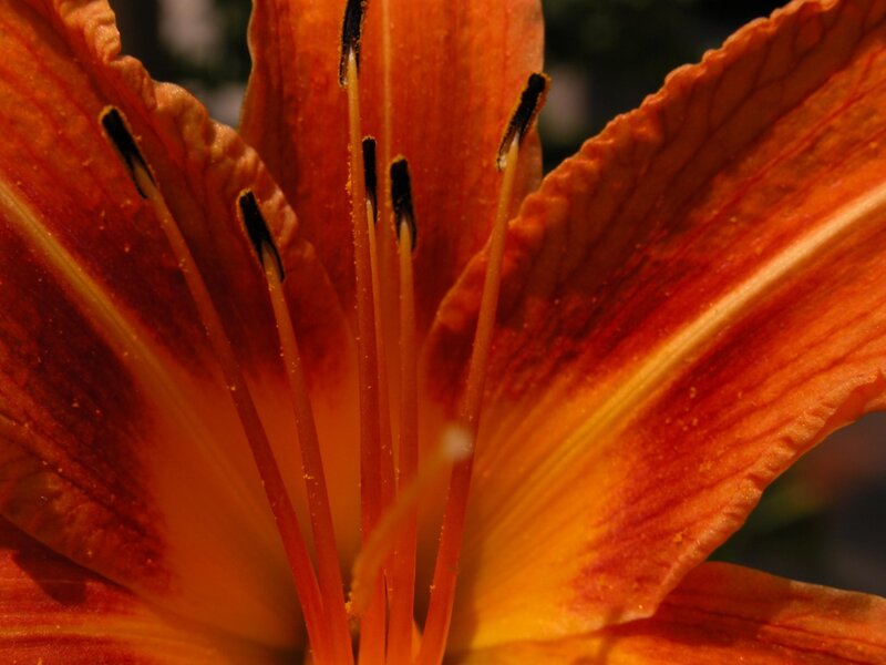 Close-up of an orange lily