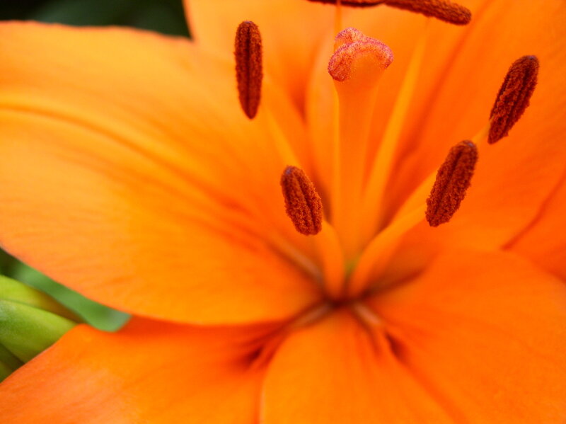 Close-up of an orange lily