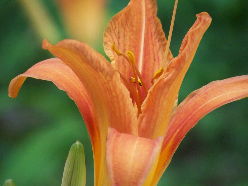close-up of an orange lily