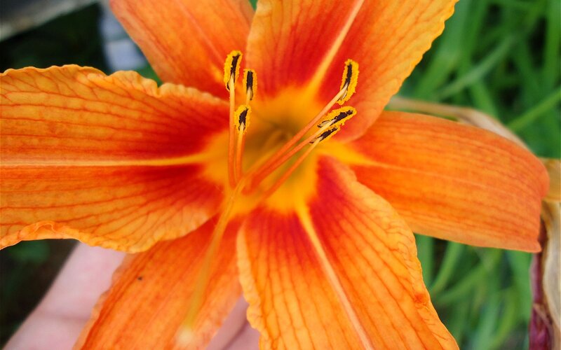 Close-up of an orange lily flower