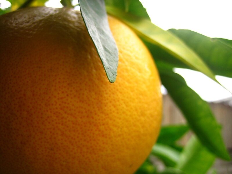 close-up of an orange on a tree