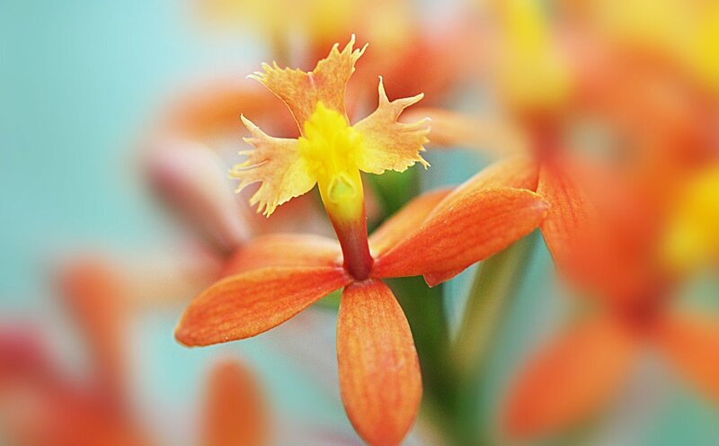 Close-up of an orange orchid