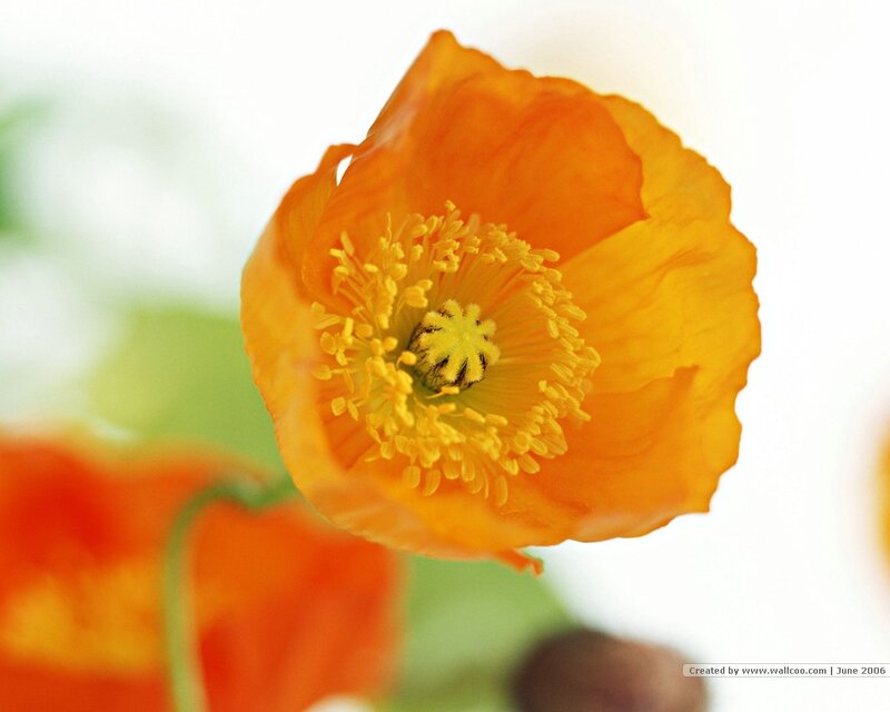 Close-up of an orange poppy