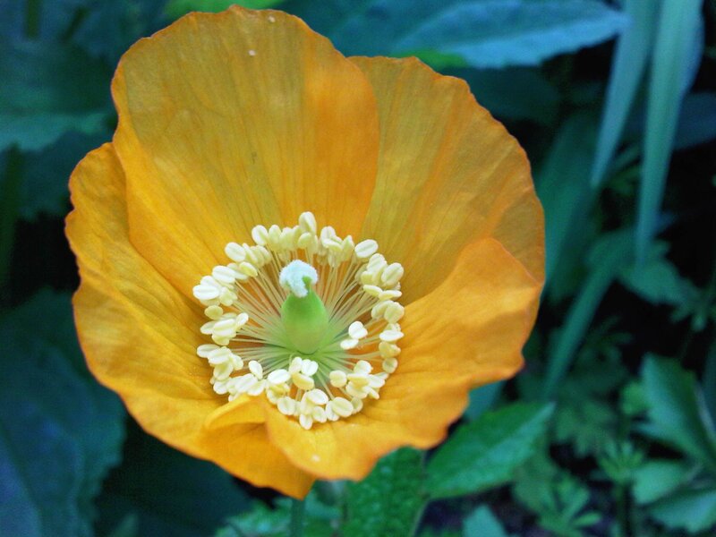 Close-up of an orange poppy