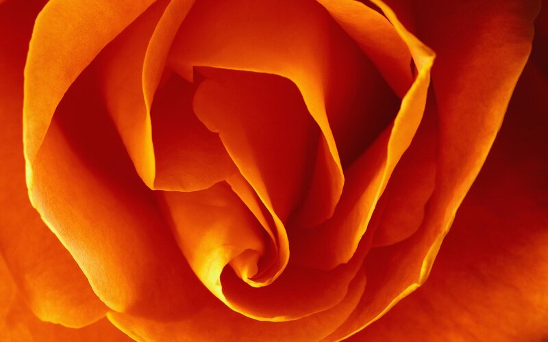 Close-up of an orange rose