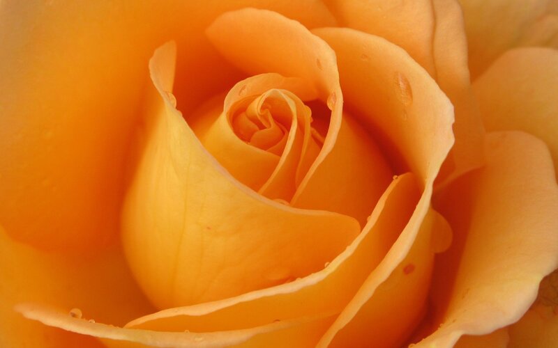 Close-up of an orange rose