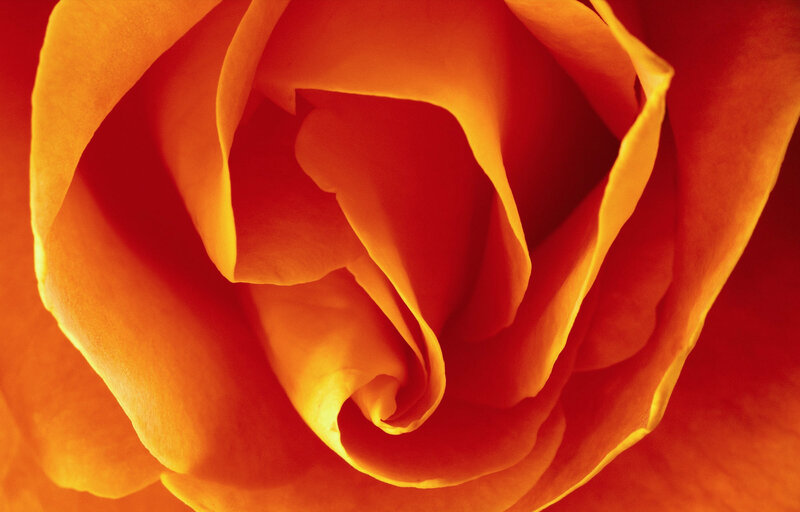 Close-up of an orange rose