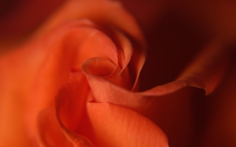 close-up of an orange rose