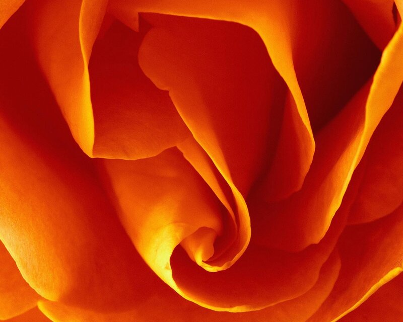 Close-up of an orange rose