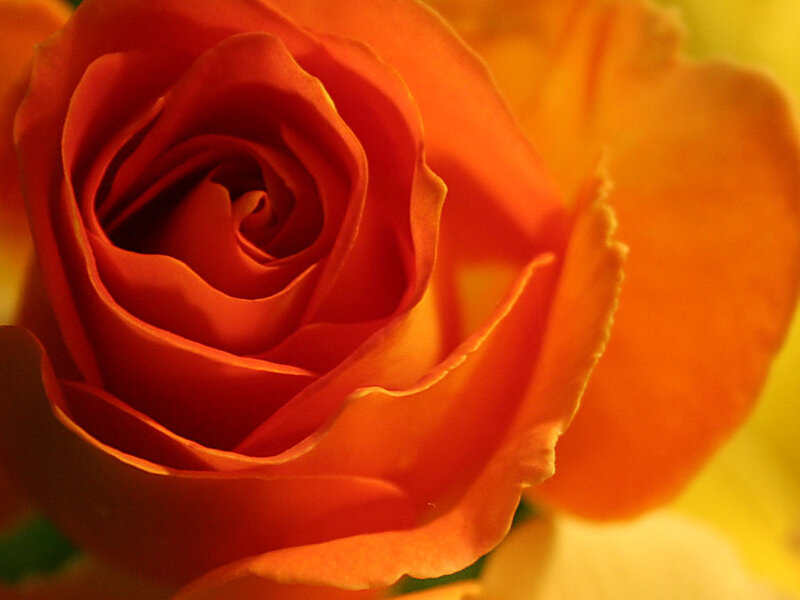 Close-up of an orange rose