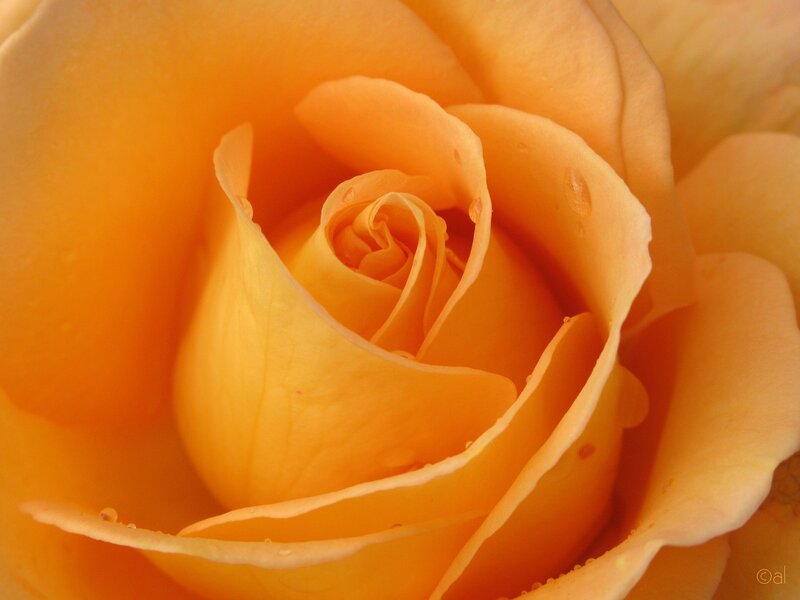 Close-up of an orange rose