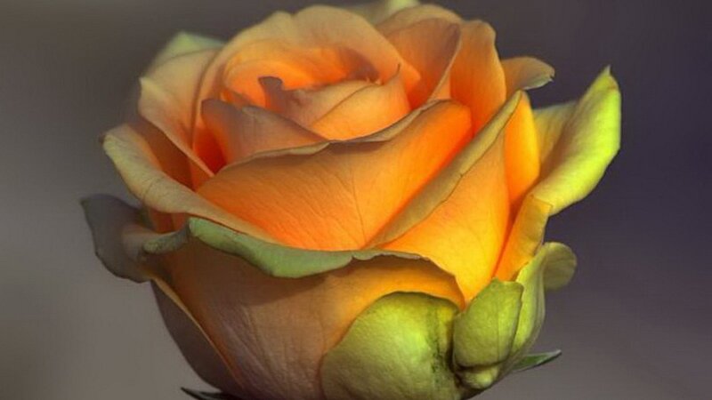 Close-up of an orange rose