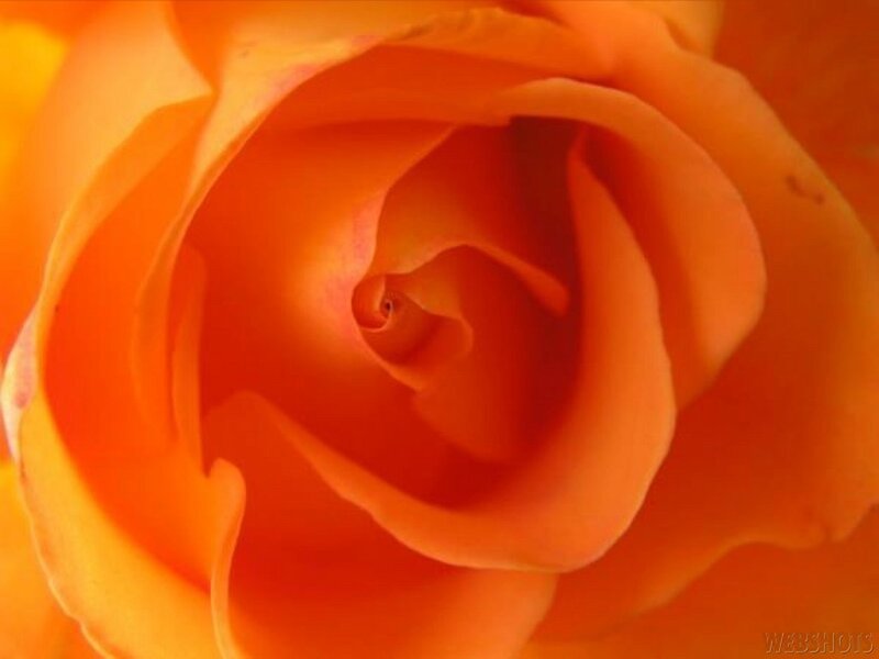 Close-up of an orange rose
