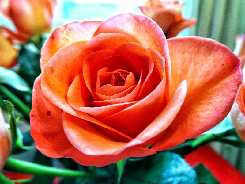 Close-up of an orange rose