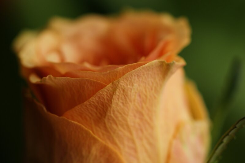 Close-up of an orange rose
