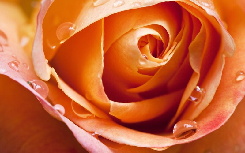 Close-up of an orange rose