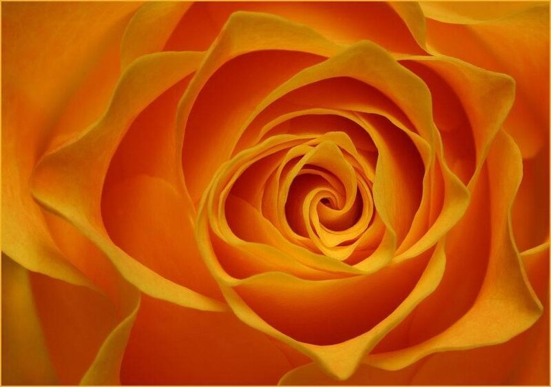 Close-up of an orange rose