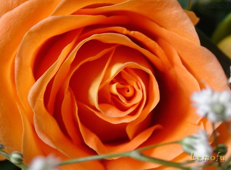 Close-up of an orange rose