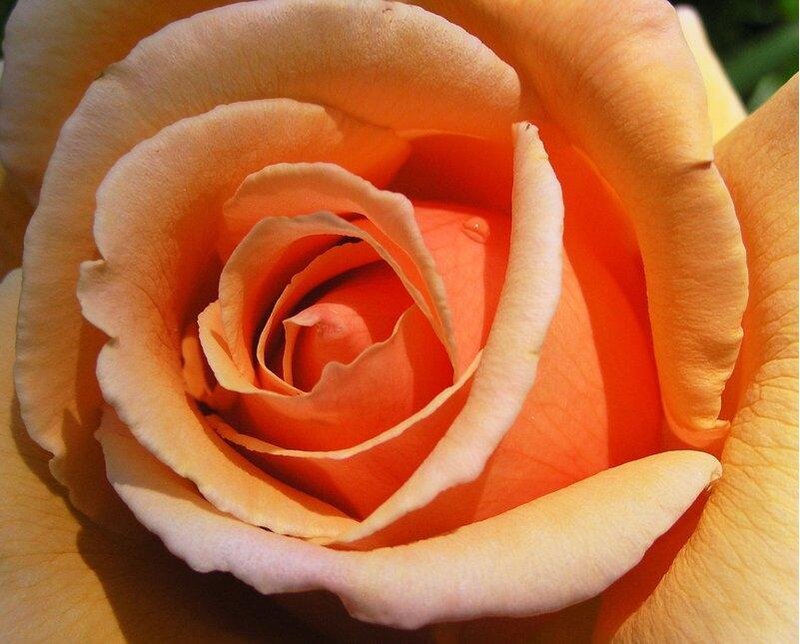 close-up of an orange rose