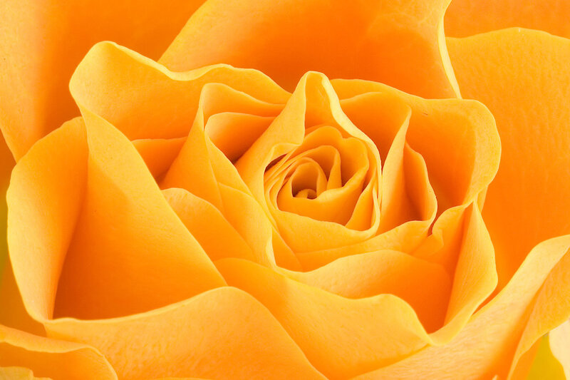 Close-up of an orange rose
