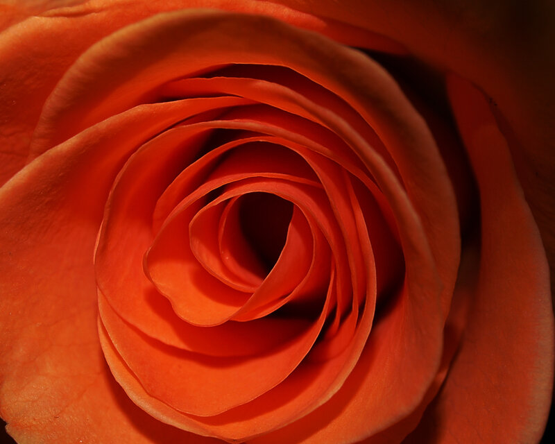 Close-up of an orange rose
