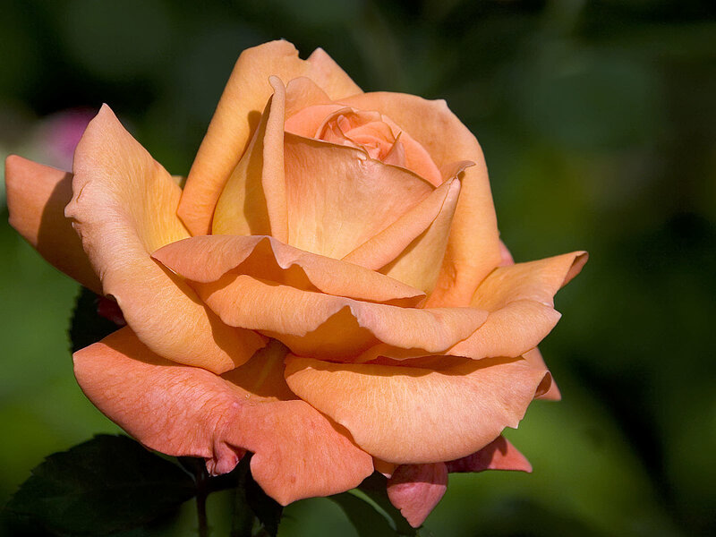 Close-up of an orange rose