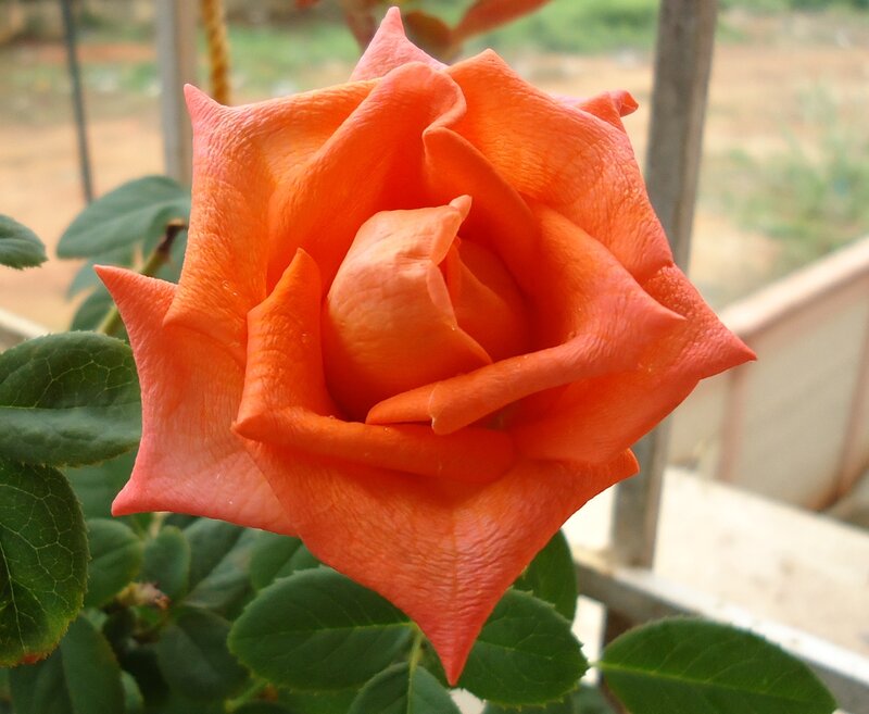 Close-up of an orange rose