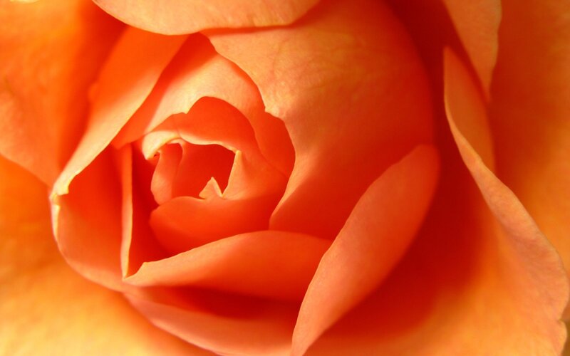 Close-up of an orange rose