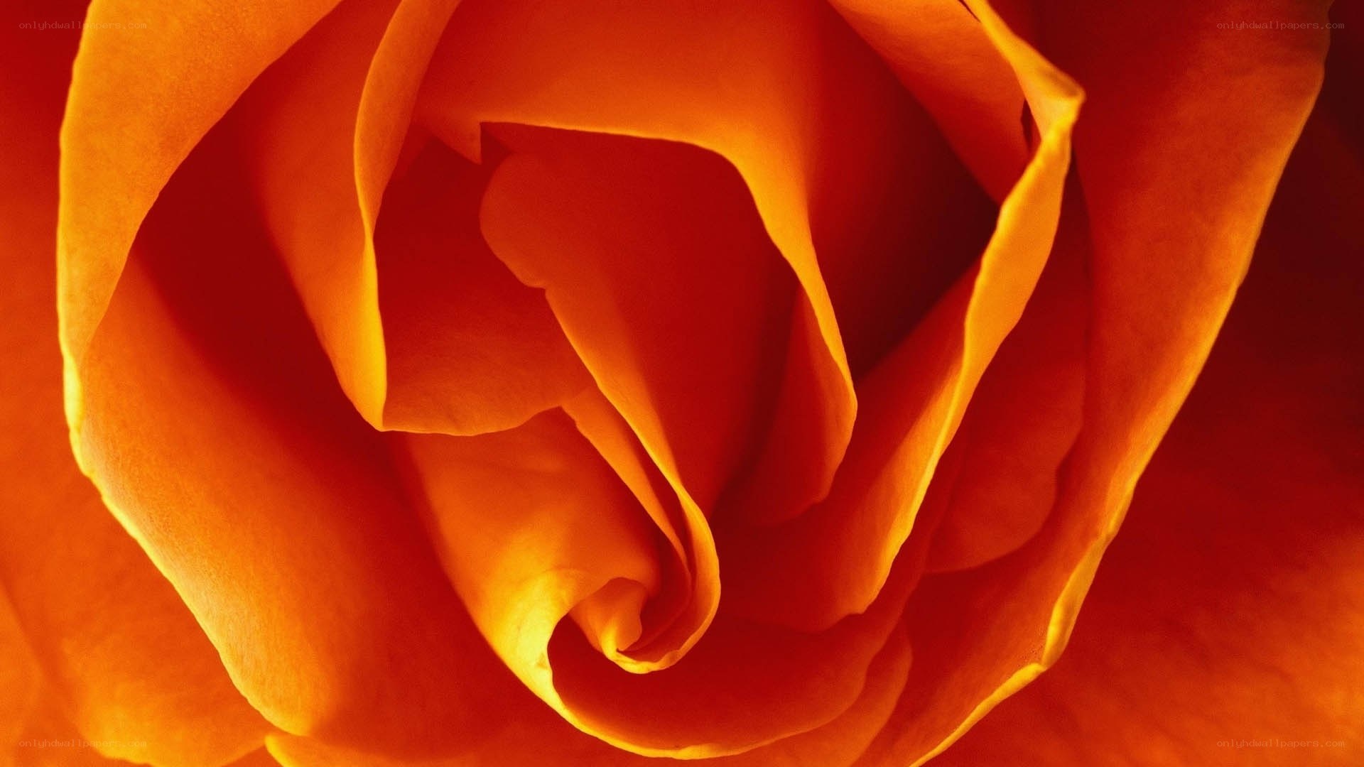 Close-up of an orange rose