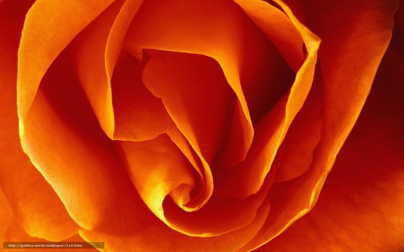 Close-up of an orange rose