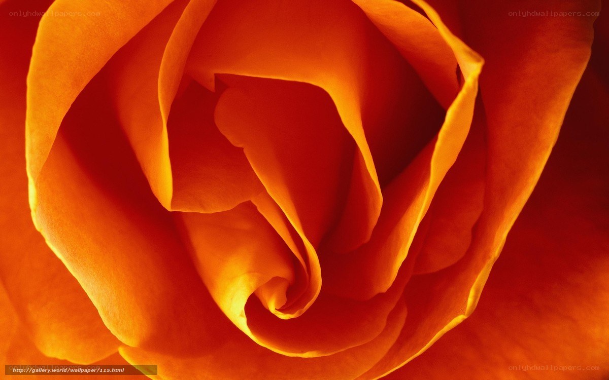 Close-up of an orange rose