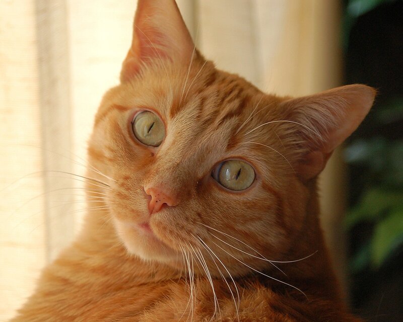 Close-up of an orange tabby cat