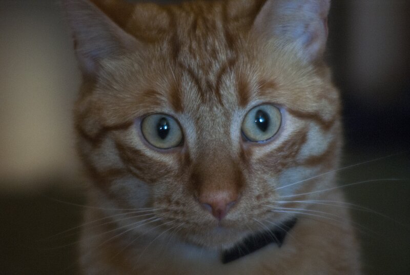 close-up of an orange tabby cat