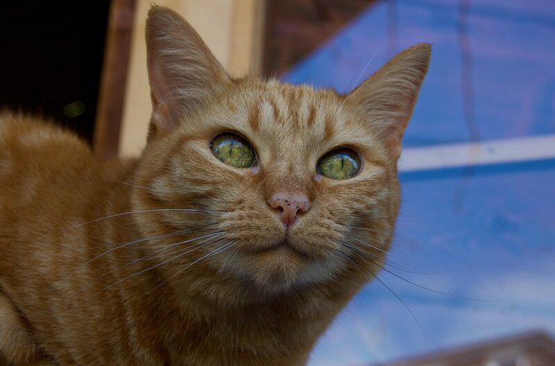 Close-up of an orange tabby cat