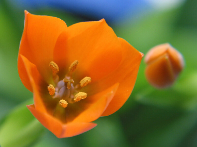 Close-up of an orange tulip