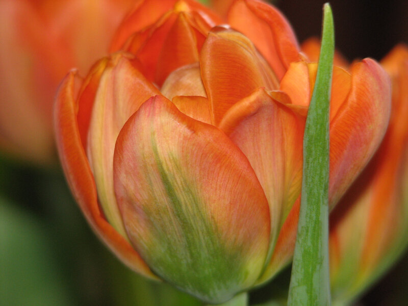 Close-up of an orange tulip