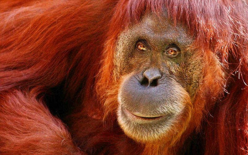 Close-up of an orangutan