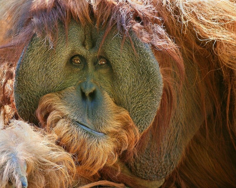 Close-up of an orangutan