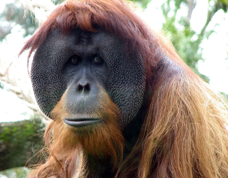 Close-up of an orangutan
