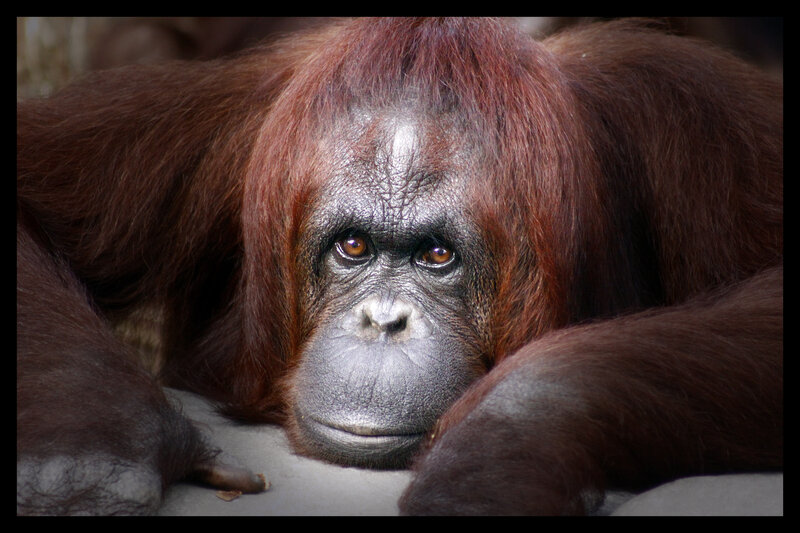 Close-up of an orangutan