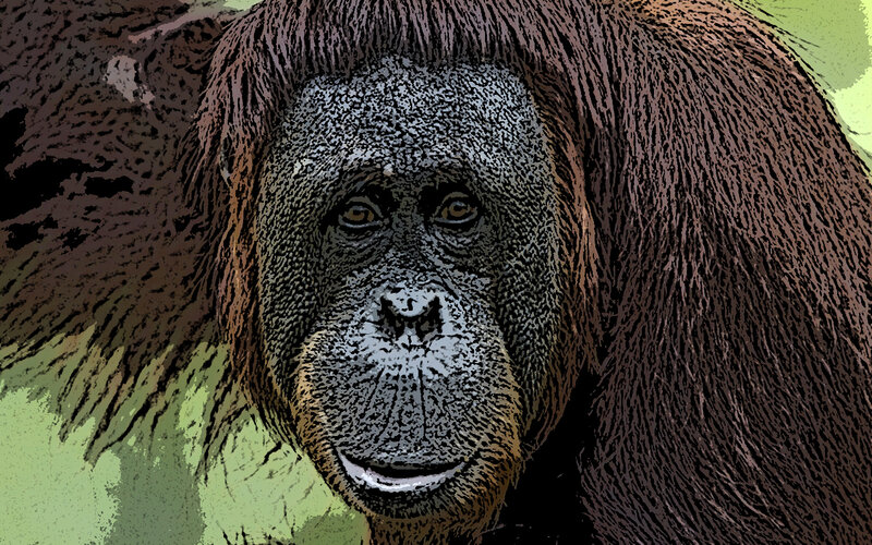 Close-up of an orangutan