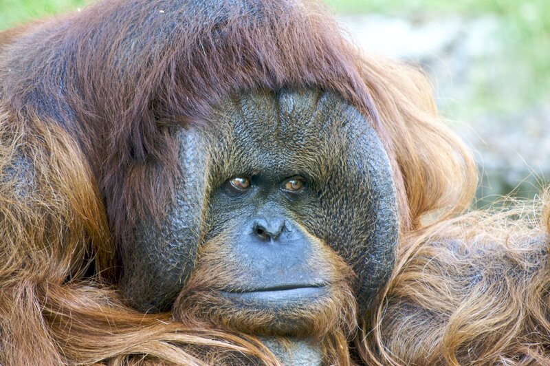 Close-up of an orangutan