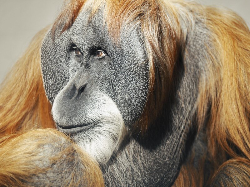 Close-up of an orangutan