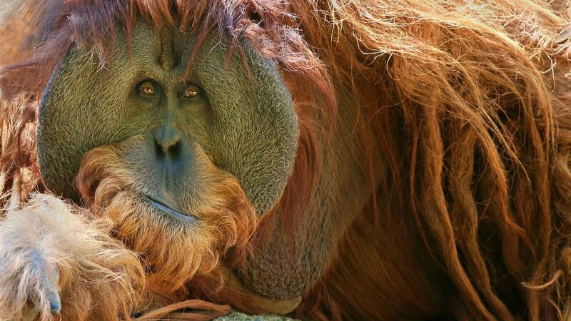 Close-up of an orangutan