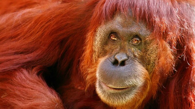 Close-up of an orangutan
