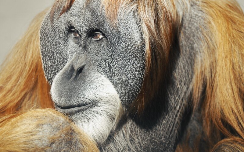 Close-up of an orangutan