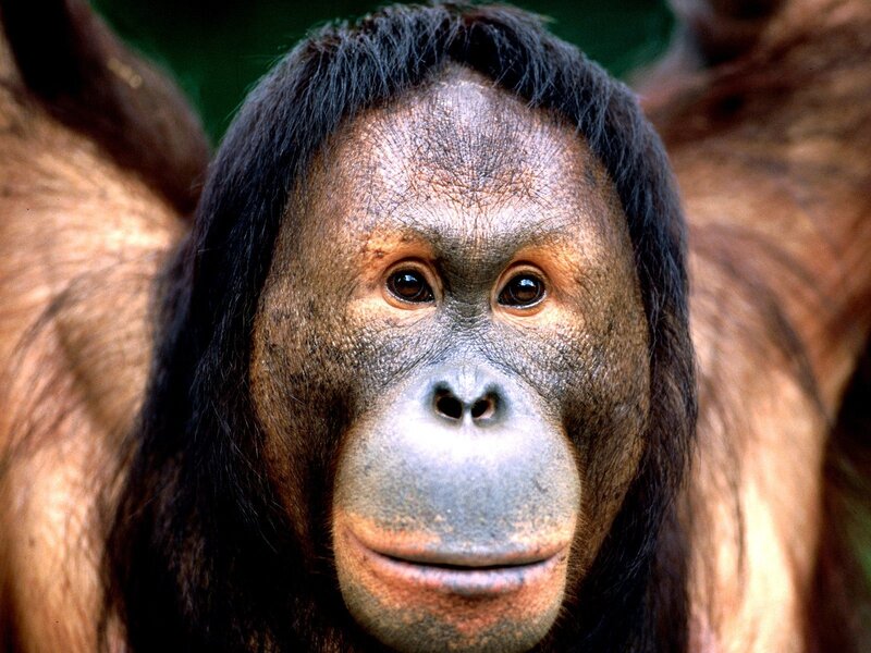 Close-up of an orangutan